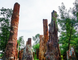 Siliconized Woods on General Gobi in Qitai County
