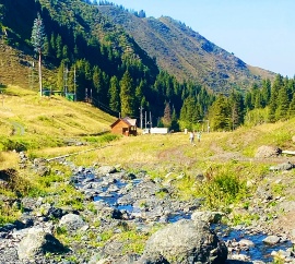 Laoyinggou Forest Fossils