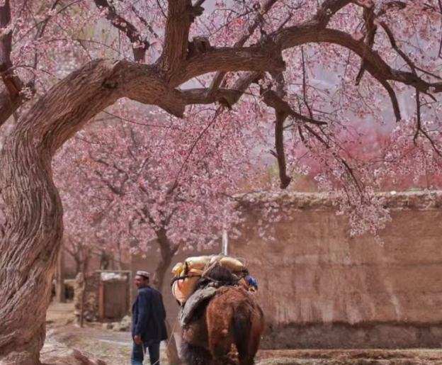 xinjiangtravel-apricot-blossom-1.png